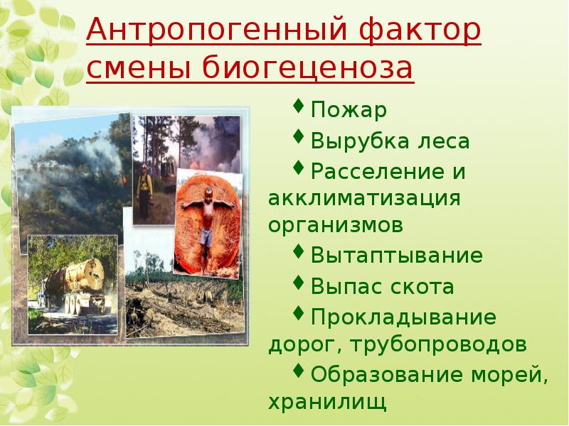 Антропогенный фактор смены биогеценоза Пожар Вырубка леса Расселение и  акклиматизация