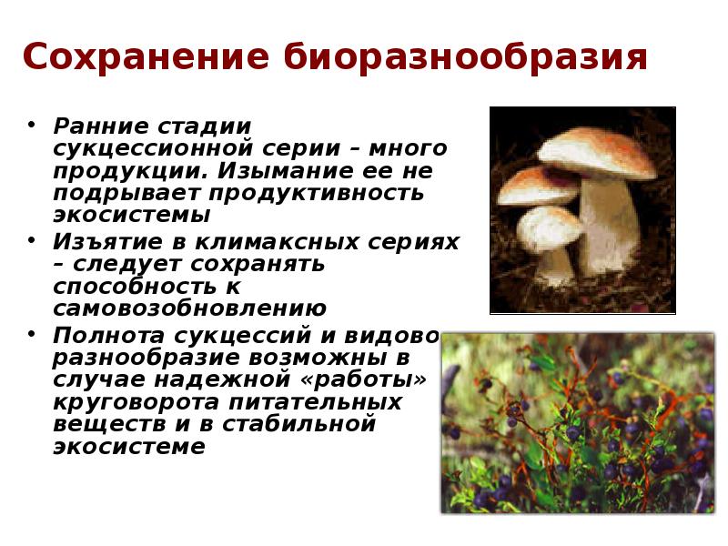 Сохранение биоразнообразия Ранние стадии сукцессионной серии – много продукции. Изымание ее