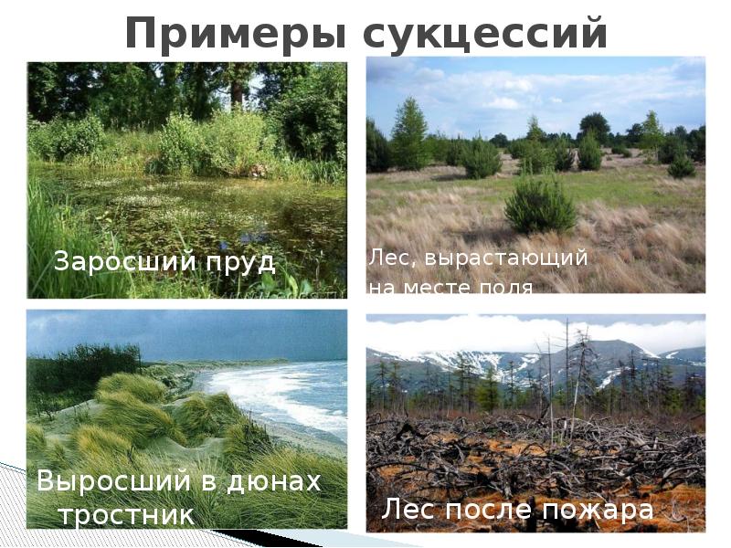 Примеры сукцессий Заросший пруд