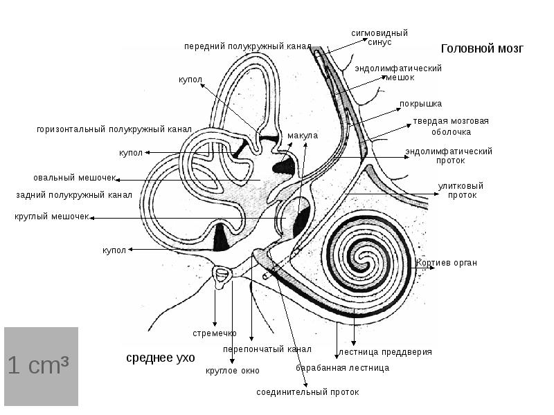 Схема строения преддверно улиткового органа
