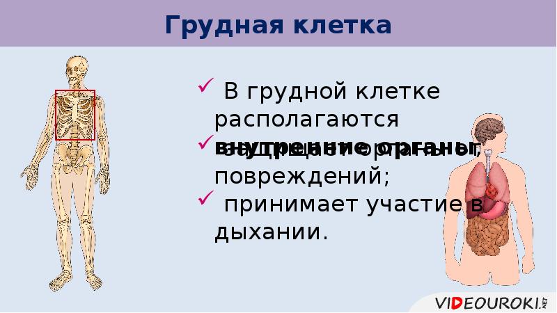 Какая система органов предохраняет. Какая система органов предохраняет