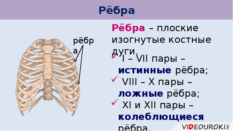 8 ребро. Ребра истинные ложные колеблющиеся. Плоские ребра. Колеблющиеся пары ребер. Скелет туловища человека ребро ложные истинные.