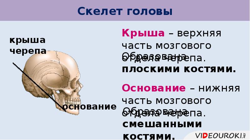 Соединения костей скелета головы. Соединения костей скелета головы