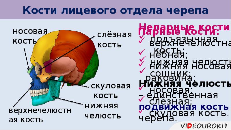 Подвижная кость черепа. Единственная подвижная кость черепа. Слёзная парная или непарная кость черепа. Подвижных костей в лицевом отделе.