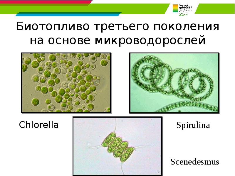 Биотопливо третьего поколения на основе микроводорослей