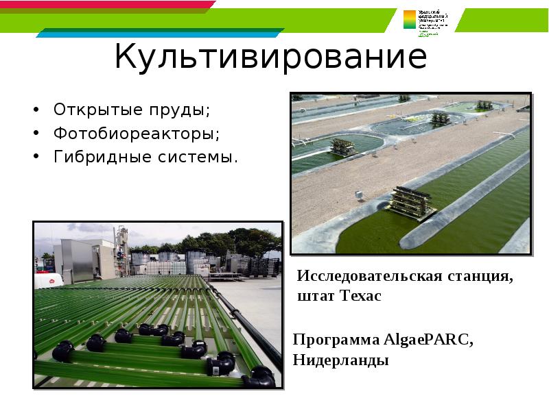 Культивирование Открытые пруды; Фотобиореакторы; Гибридные системы.