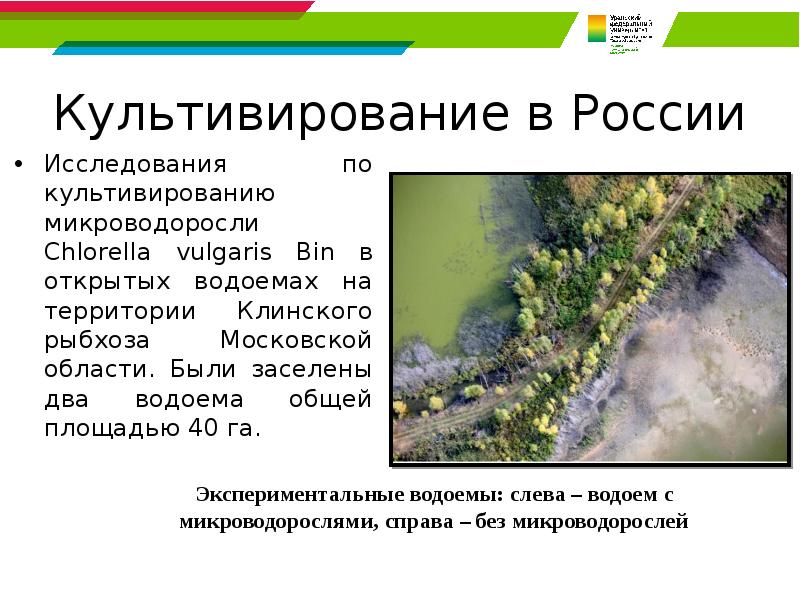 Культивирование в России