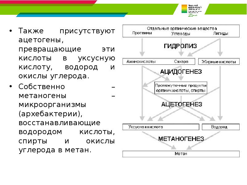 Также присутствуют ацетогены, превращающие эти кислоты в уксусную кислоту, водород и