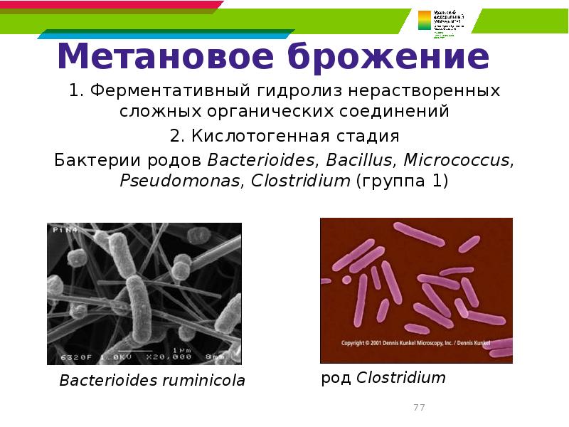 Метановое брожение 1. Ферментативный гидролиз нерастворенных сложных органических соединений 2. Кислотогенная