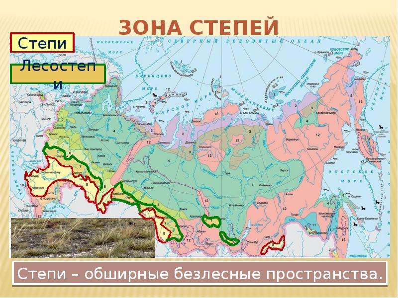 Презентация по географии 8 класс на тему лесостепи и степи