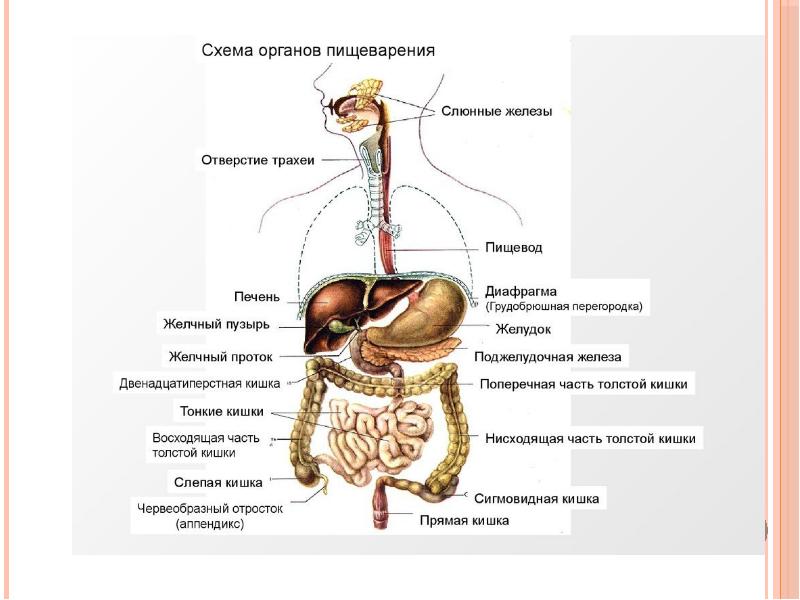 Болезни органов пищеварения презентация