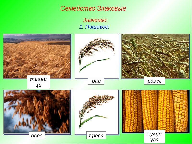 Семейство злаковые. Семейство класса Однодольные пшеница. Просо семейство злаковых. Овес семейство злаковые. Семейство злаковые значение.