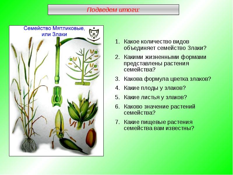 Дайте характеристику семейству злаковых по плану