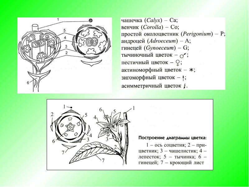 Диаграмма однодольных. Гинецей на диаграмме цветка. Андроцей диаграмма цветка. Строение цветка андроцей и гинецей. Формула цветка гинецей.