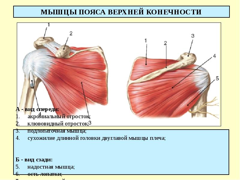 Мышцы плечевого пояса презентация