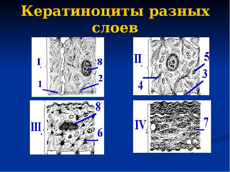 Кератиноциты разных слоев