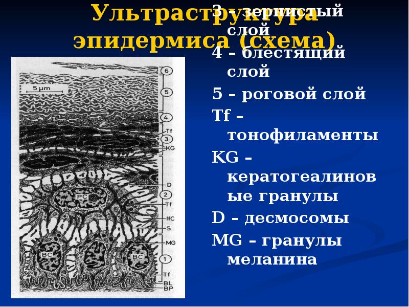 Ультраструктура эпидермиса (схема) 1 – базальный слой 2 – шиповатый слой