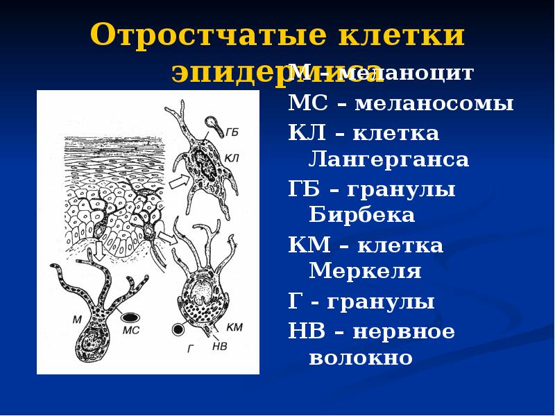 Отростчатые клетки эпидермиса М – меланоцит МС – меланосомы КЛ –