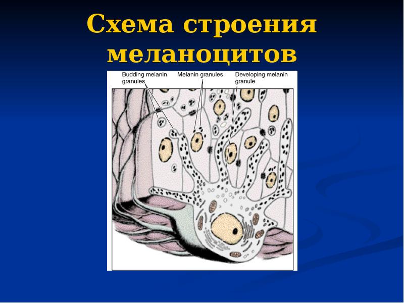 Схема строения меланоцитов