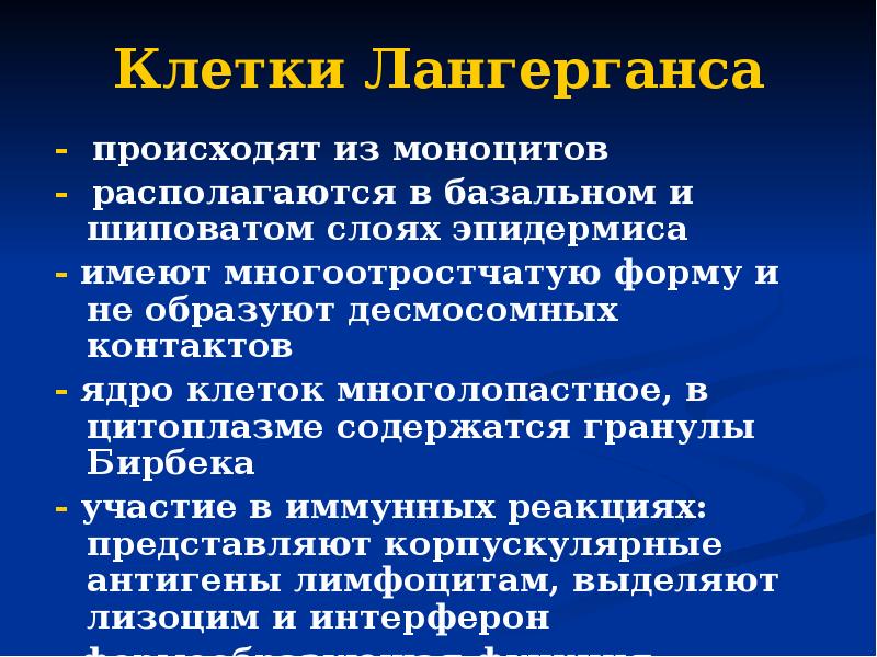 Клетки Лангерганса - происходят из моноцитов - располагаются в базальном и