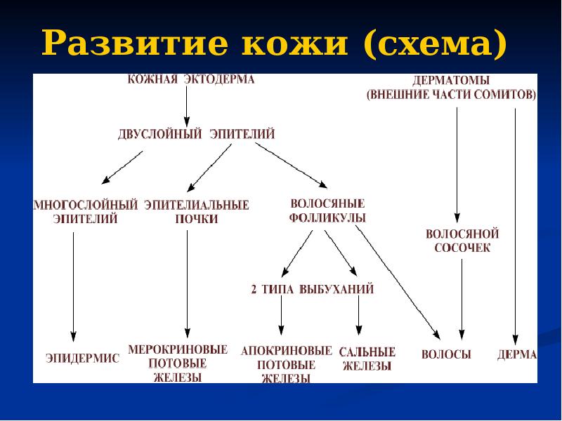 Корнилова ковид схема