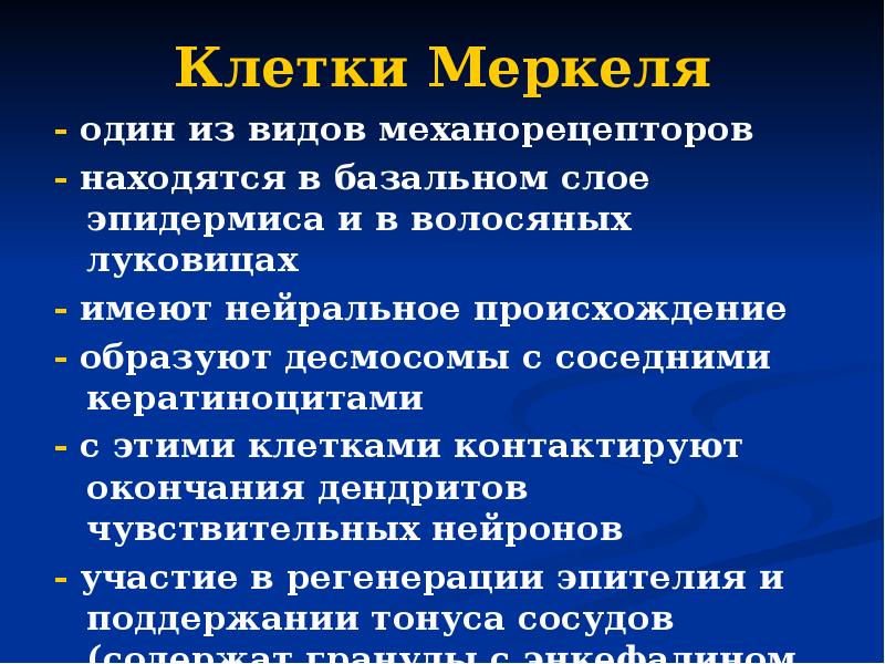 Клетки Меркеля - один из видов механорецепторов - находятся в базальном