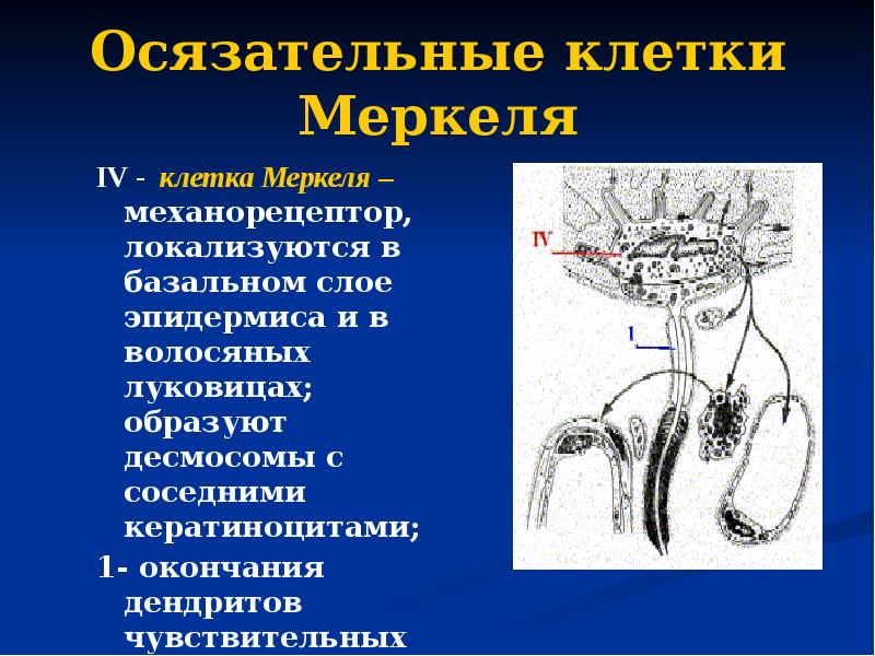 Осязательные клетки Меркеля IV - клетка Меркеля – механорецептор, локализуются в