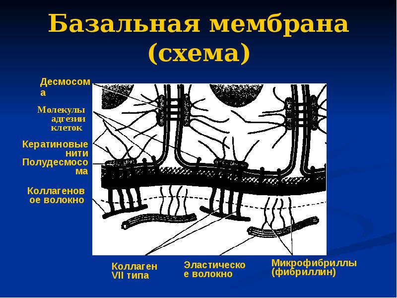 Базальная мембрана (схема)