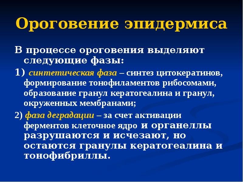 Ороговение эпидермиса В процессе ороговения выделяют следующие фазы: 1) синтетическая фаза