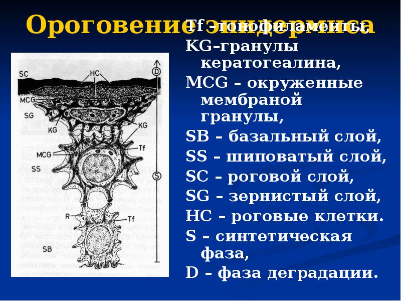 Ороговение эпидермиса Tf –тонофиламенты, KG–гранулы кератогеалина, MСG – окруженные мембраной гранулы,