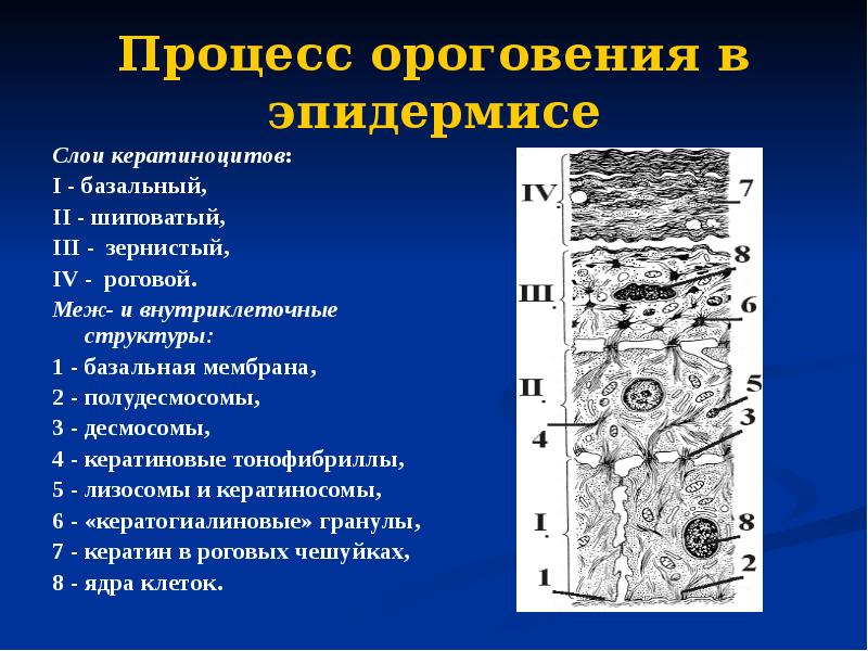 Процесс ороговения в эпидермисе Слои кератиноцитов: I - базальный, II -