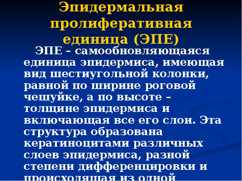 Эпидермальная пролиферативная единица (ЭПЕ)    ЭПЕ – самообновляющаяся единица