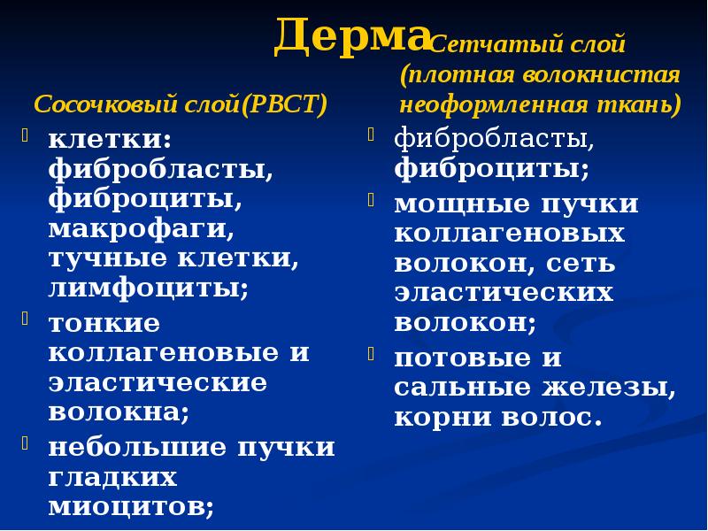 Дерма Сосочковый слой(РВСТ) клетки: фибробласты, фиброциты, макрофаги, тучные клетки, лимфоциты; тонкие