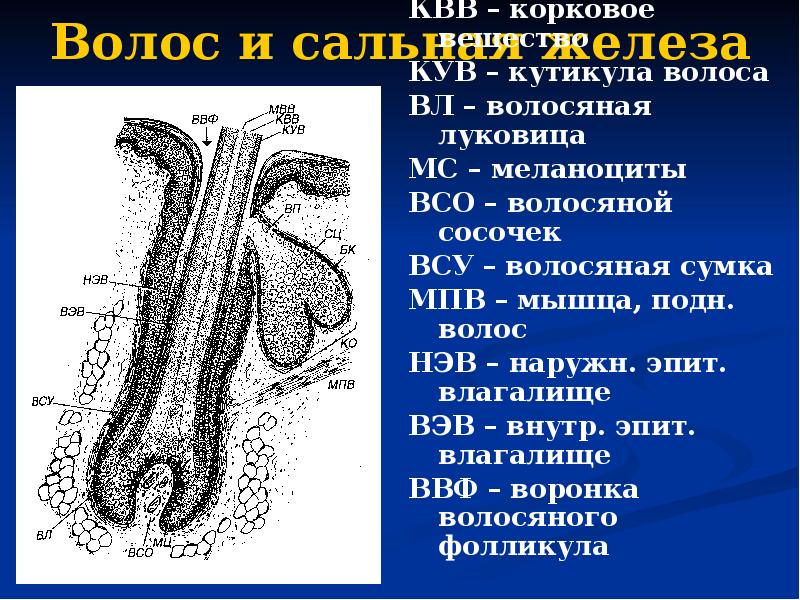 Волос и сальная железа МВВ – мозговое вещество КВВ – корковое