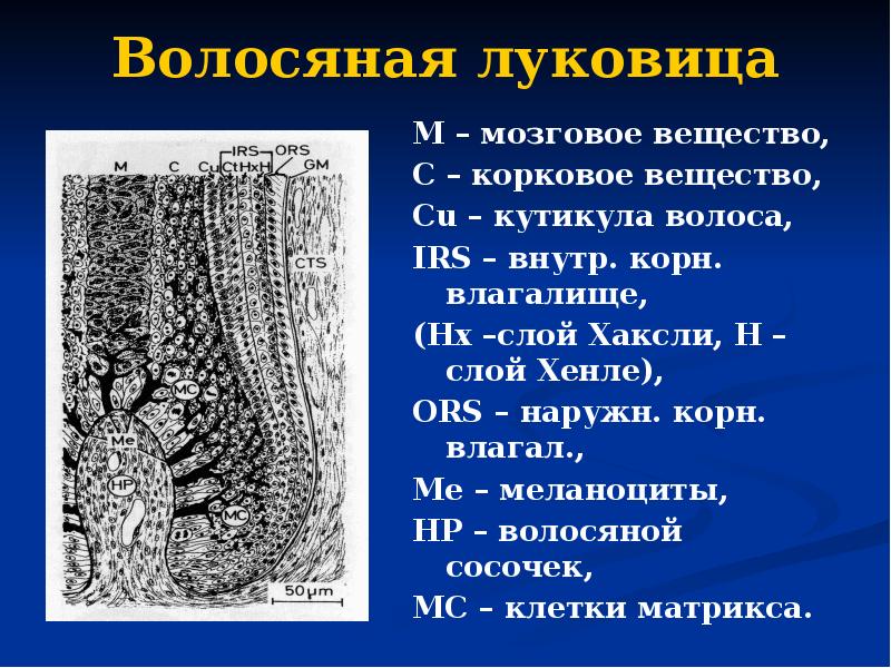 Волосяная луковица M – мозговое вещество, C – корковое вещество, Cu