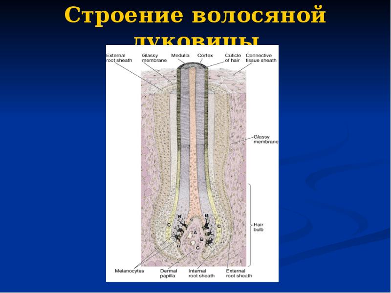 Строение волосяной луковицы