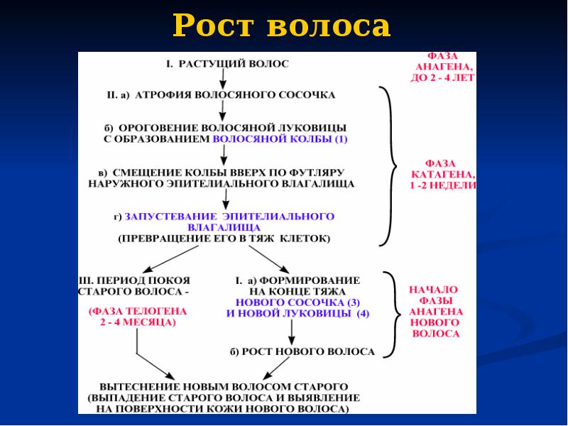 Рост волоса