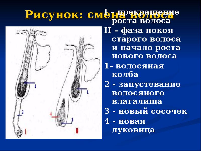 Рисунок: смена волоса