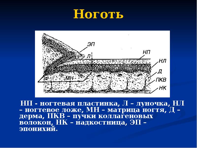 Ноготь   НП - ногтевая пластинка, Л – луночка, НЛ
