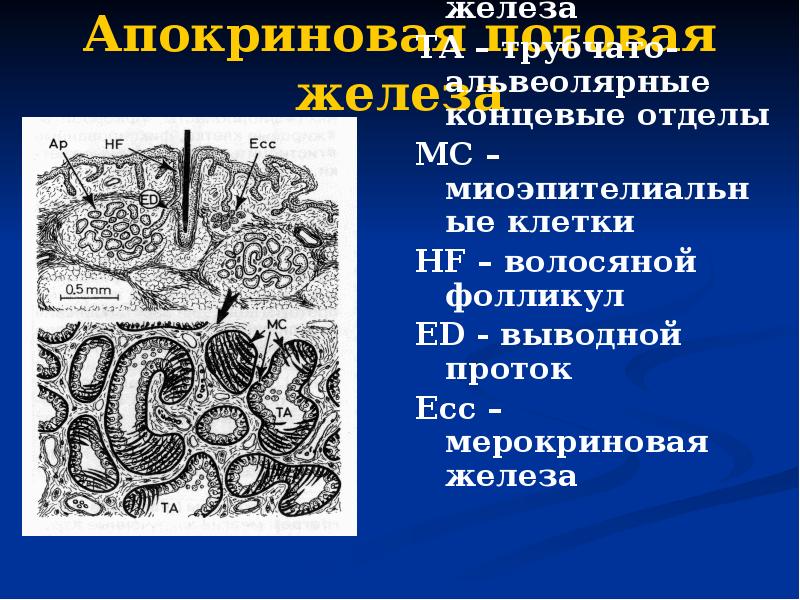 Апокриновая потовая железа Ap – апокриновая железа ТА – трубчато-альвеолярные концевые