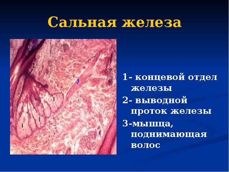 Сальная железа