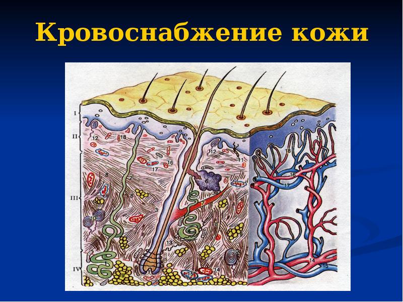 Кровоснабжение кожи