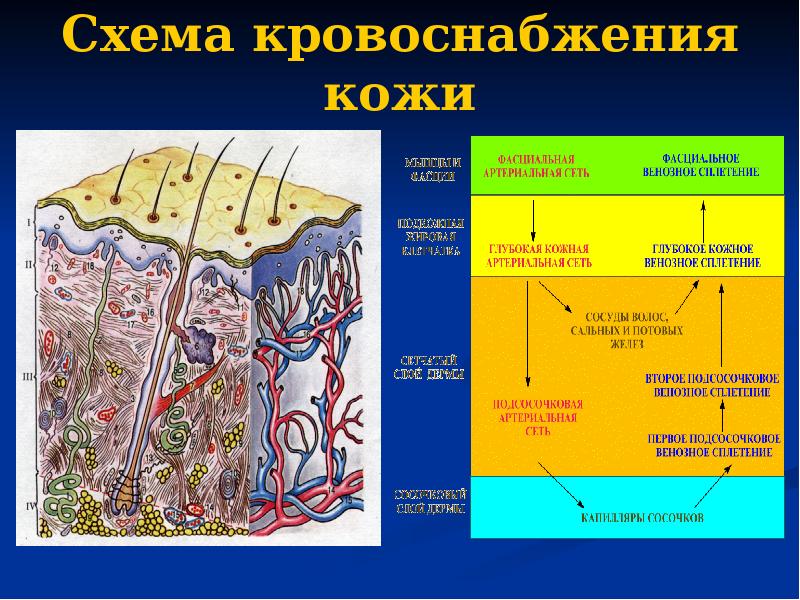 Схема кровоснабжения кожи