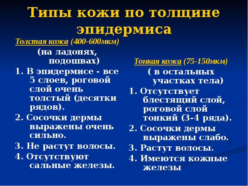 Типы кожи по толщине эпидермиса Толстая кожа (400-600мкм) (на ладонях, подошвах)