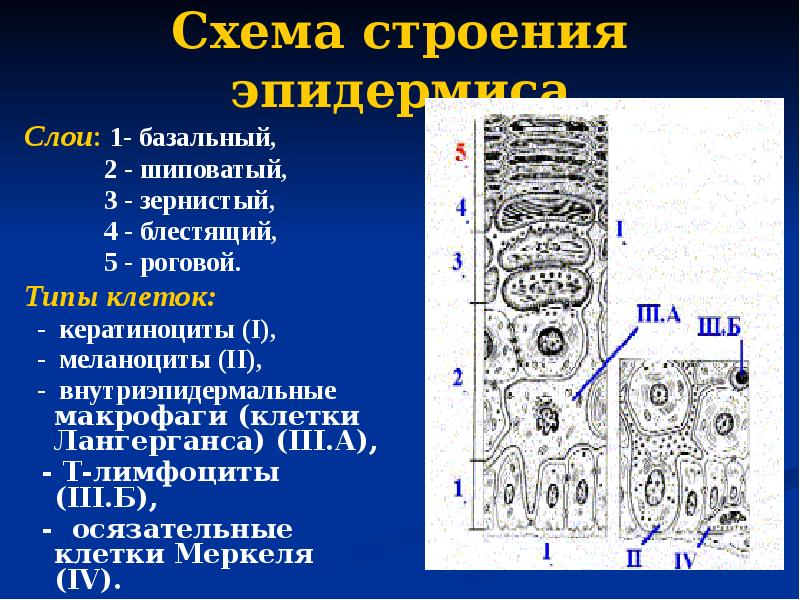 Схема строения эпидермиса Слои: 1- базальный,     