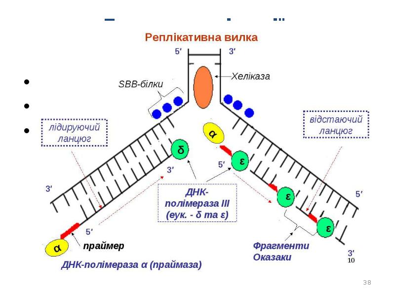 Схема репликативной вилки