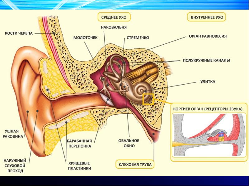 Как нарисовать слуховой анализатор