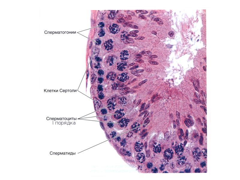 Мужская половая система гистология презентация