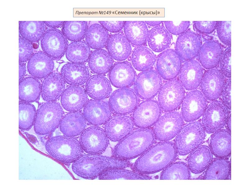 Рисунок семенника гистология