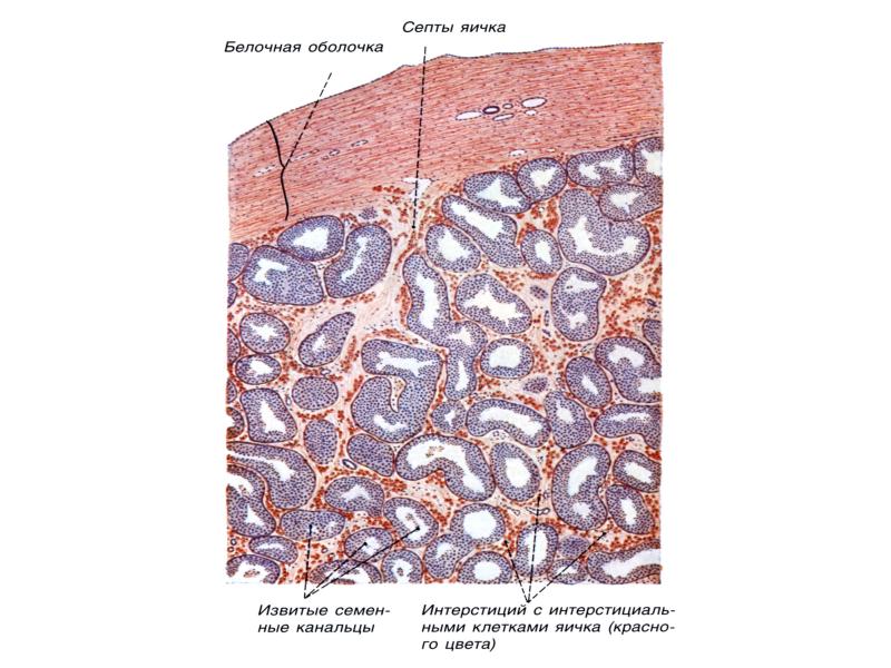 Мужская половая система гистология презентация